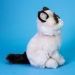 Grumpy Cat Plushie