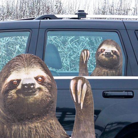Ride With A Sloth 