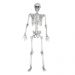 Life Size Skeleton 1.7m