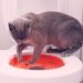 Litter Kwitter Cat Toilet Seat