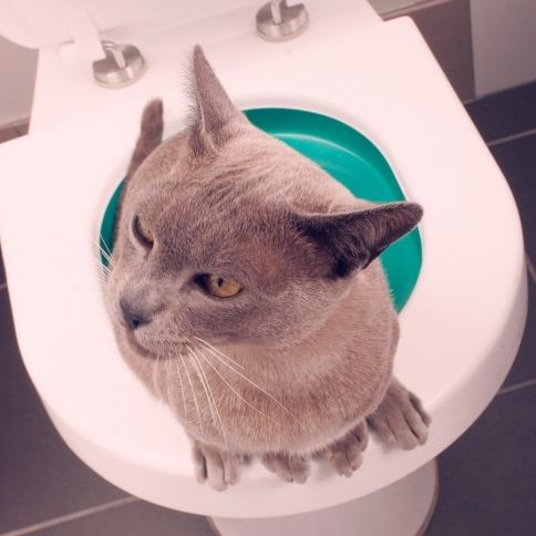 Litter Kwitter Cat Toilet Seat