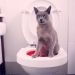 Litter Kwitter Cat Toilet Seat