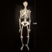 Build Your Own Life Sized Human Skeleton