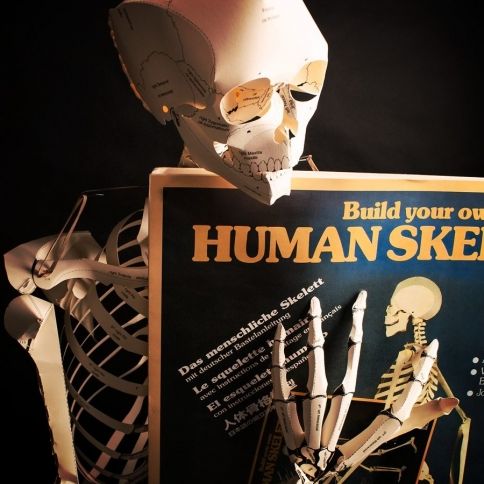 Build Your Own Life Sized Human Skeleton