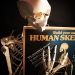 Build Your Own Life Sized Human Skeleton