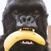 Mr. Gorilla Gorilla Mask