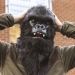 Mr. Gorilla Gorilla Mask